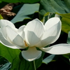 鶴岡八幡宮-038