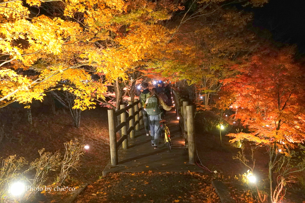 山中湖 紅葉ライトアップ-004