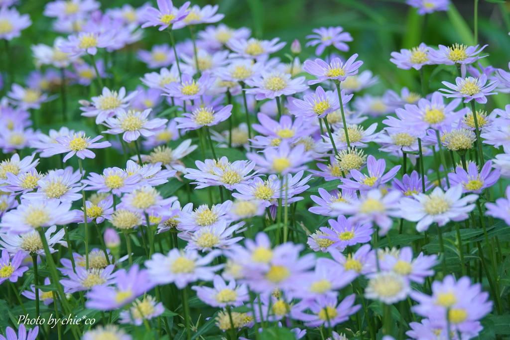 横浜アメリカ山公園-110