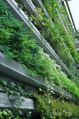 GINZA SIX-121
