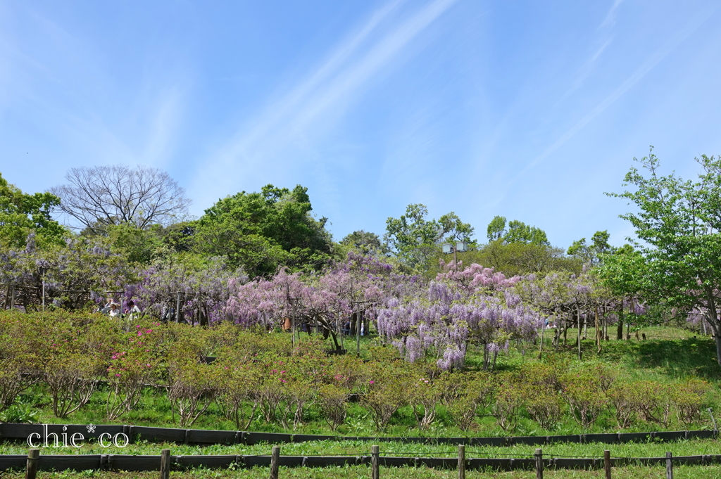 横須賀しょうぶ園-221