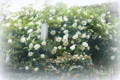 鎌倉-093