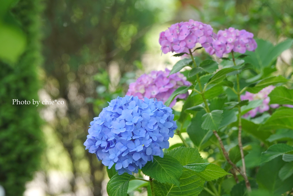 山手イタリア山庭園-121