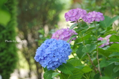 山手イタリア山庭園-121