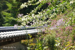 鎌倉 円覚寺-191