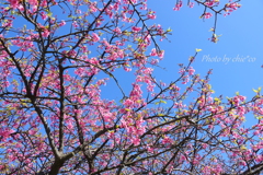 三浦海岸の河津桜-111