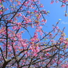 三浦海岸の河津桜-111