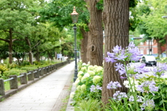 山下公園-097