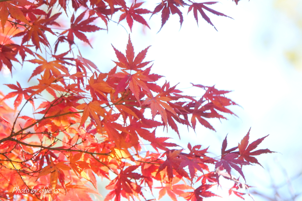 報国寺-008