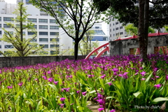 山下公園-147