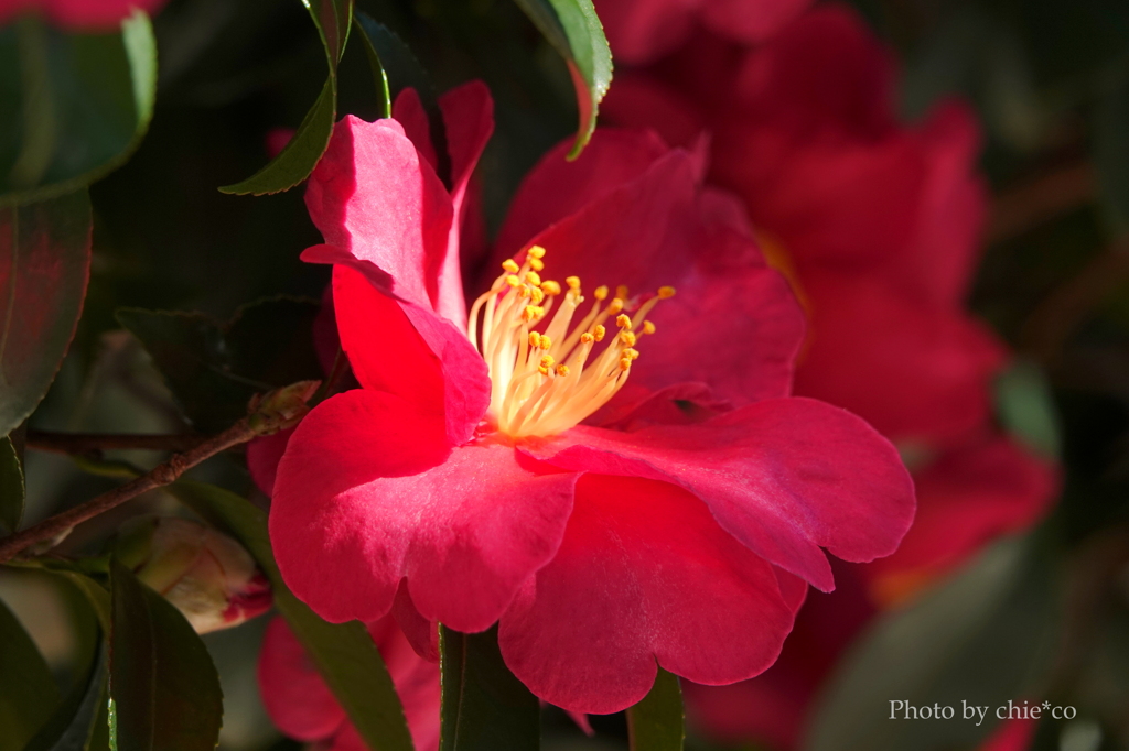 山茶花・・5