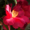 山茶花・・5