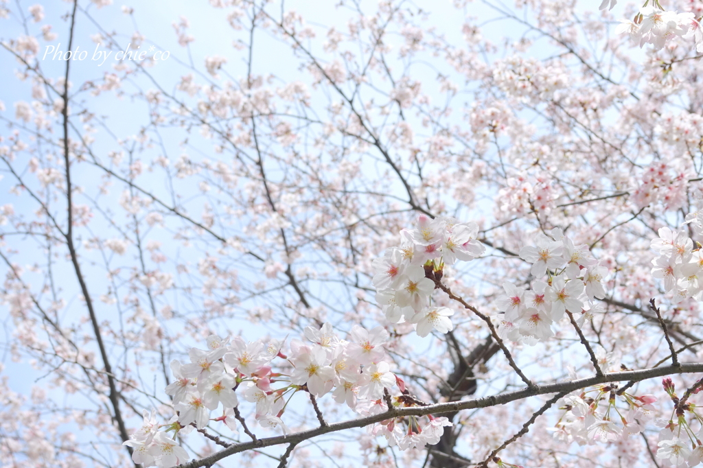 横浜山手桜さんぽ-024