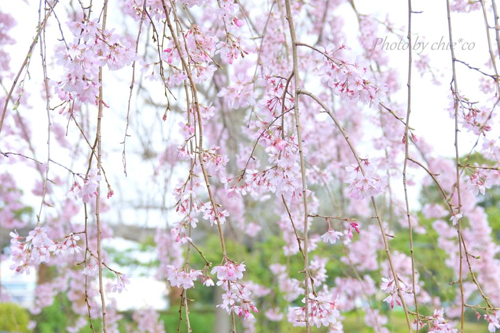 山下公園のしだれ桜-010