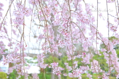 山下公園のしだれ桜-010