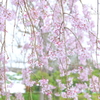 山下公園のしだれ桜-010