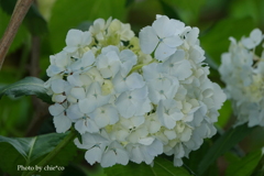 山手イタリア山庭園-111