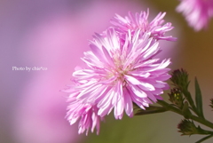 山手イタリア山庭園-191