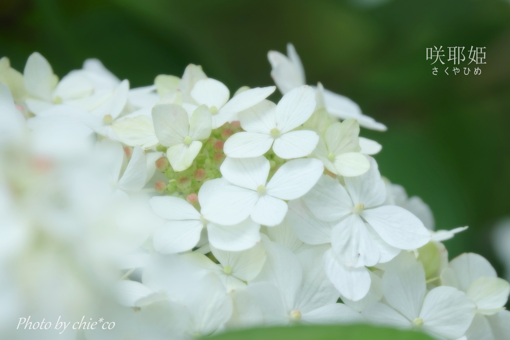 瀬戸神社のあじさい-239