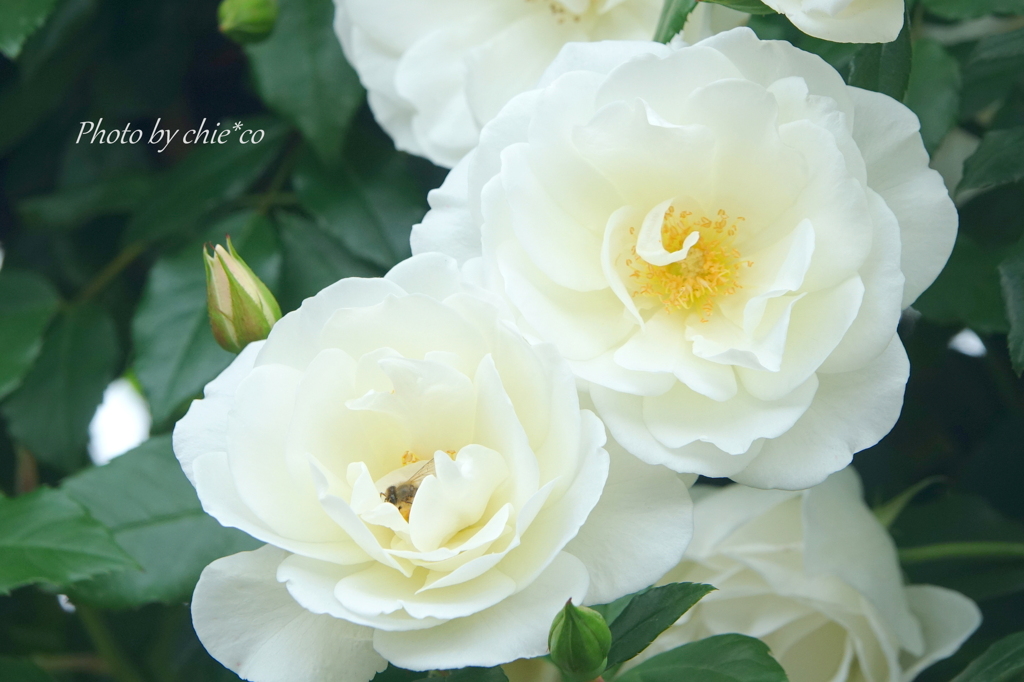 山下公園の薔薇たち・・-069