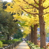Yokohama 秋彩 -104