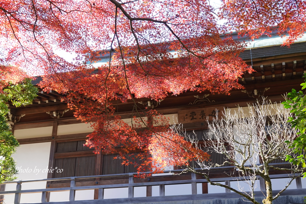 報国寺-012