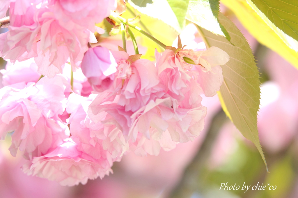 八重桜。。2