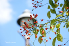 港の見える丘公園-190