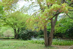皇居-347