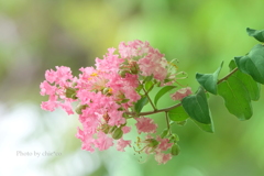 百日紅・・-005