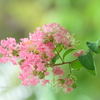 百日紅・・-005