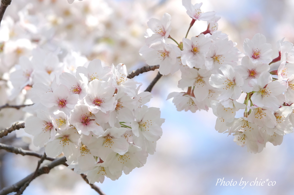 横浜＊桜さんぽ-241