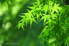 鎌倉-302