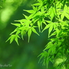 鎌倉-302