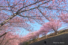 三浦海岸の河津桜-127