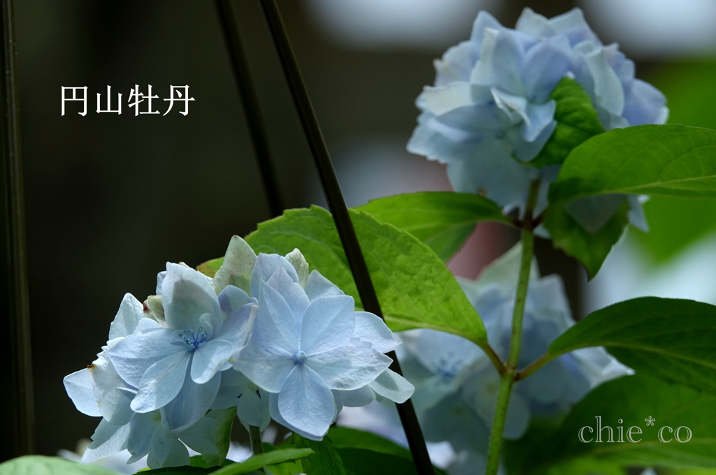 瀬戸神社-264