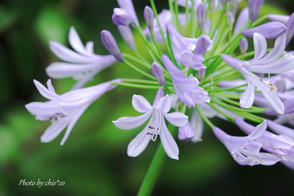 鎌倉 大巧寺-040