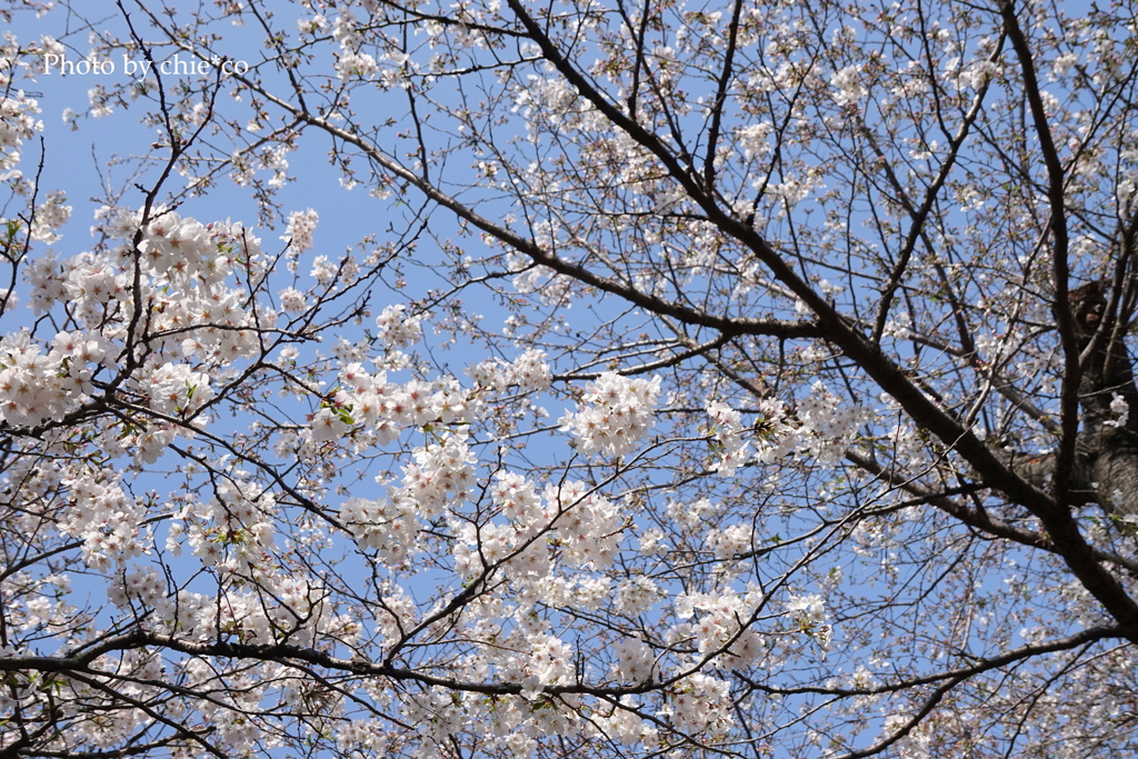 山手公園-037