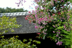西方寺-205