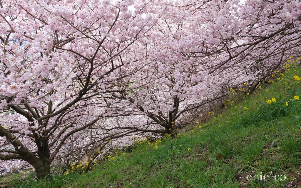 春めき桜-175