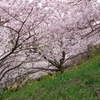 春めき桜-175
