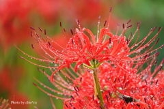 巾着田曼殊沙華公園-004