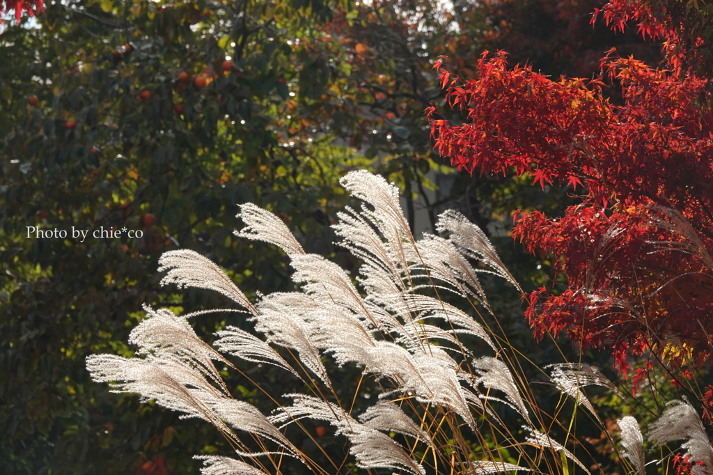 紅葉の河口湖畔-002