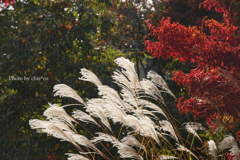 紅葉の河口湖畔-002