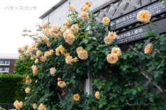 アメリカ山公園-153