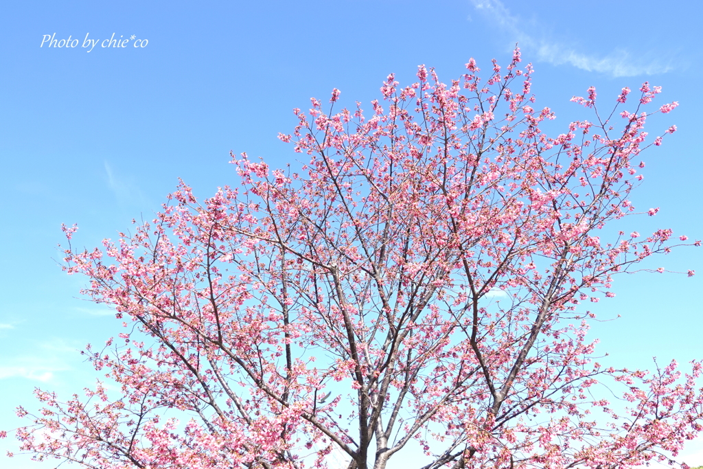 山下公園-116
