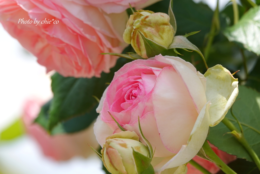 薔薇の咲く山下公園-203