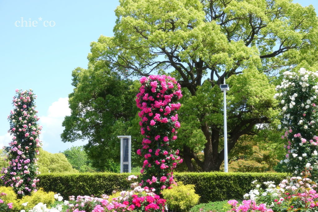 山下公園-011