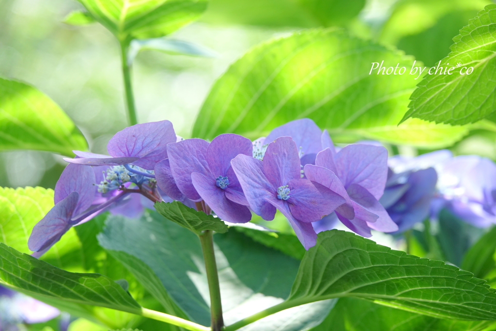 イタリア山庭園-181