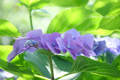 イタリア山庭園-181